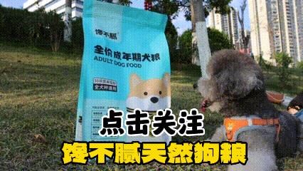 狗狗口臭主要有哪些原因,狗狗口臭的原因和治疗方法