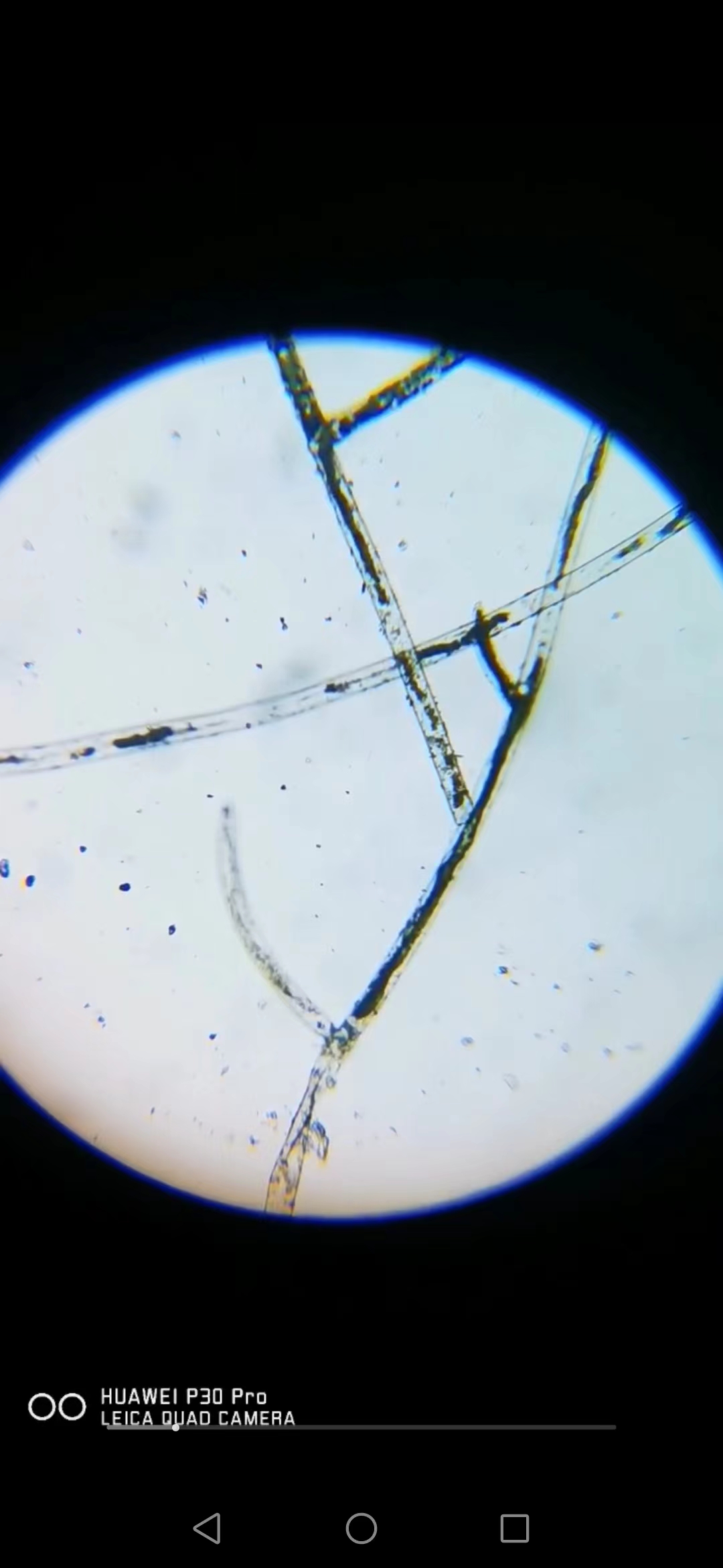 七彩水草缸怎么抑制藻类,水草缸怎么治疗水霉