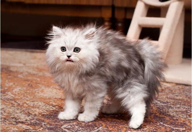 猫应激猝死心脏停了会死吗,因为搬家导致猫咪焦虑