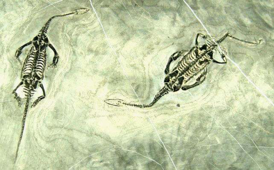 人类全身褪去毛发后，为何只留下了头发、阴毛和腋毛？忘记褪了？