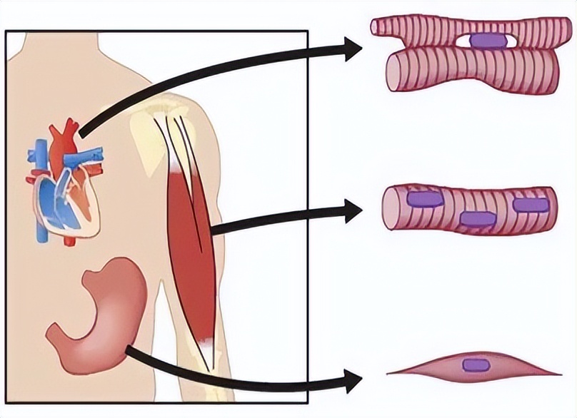 磁力对人身体的作用,磁力对人体有没有影响