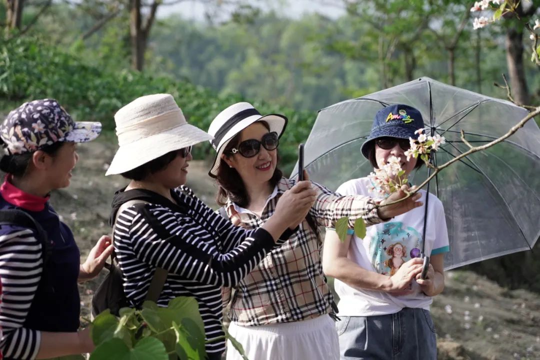 正安油桐,油桐的优势