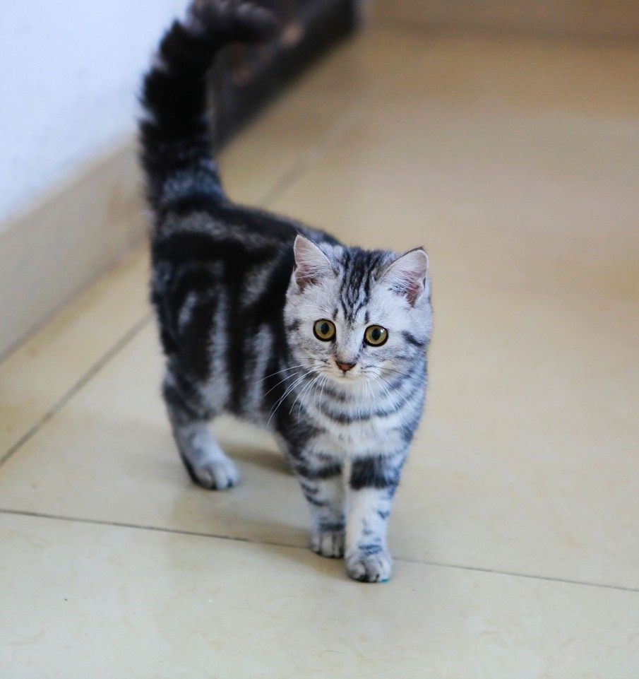 世界上最可爱的6种猫咪,世界上最可爱的三种猫咪