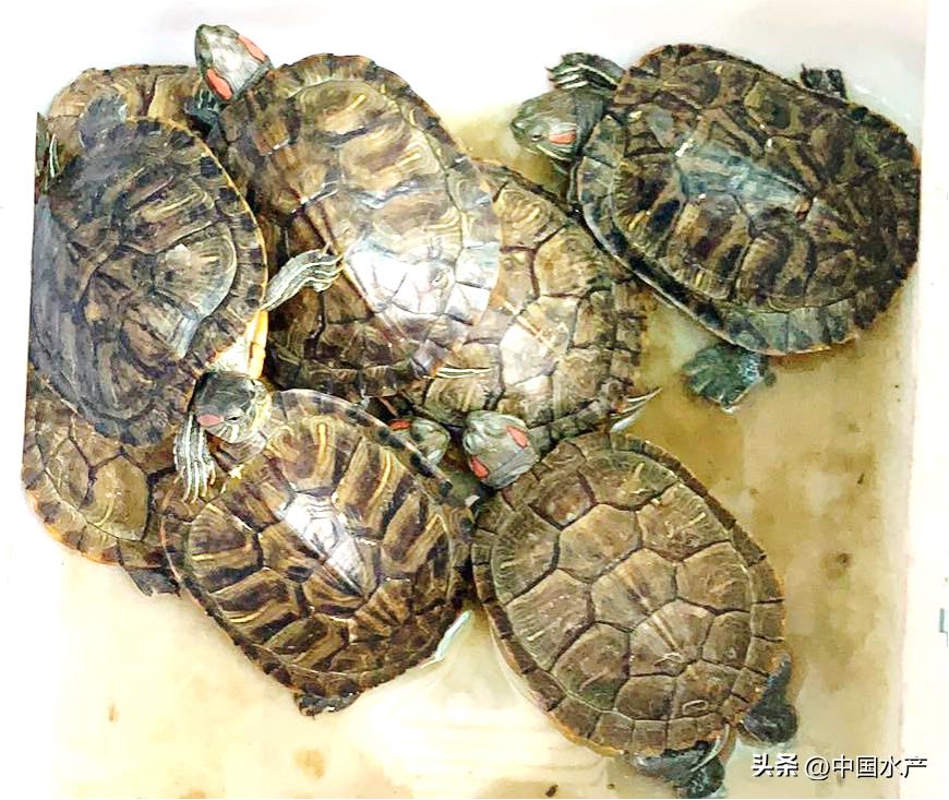 水生外来物种入侵防控工作方案,水生动物防疫