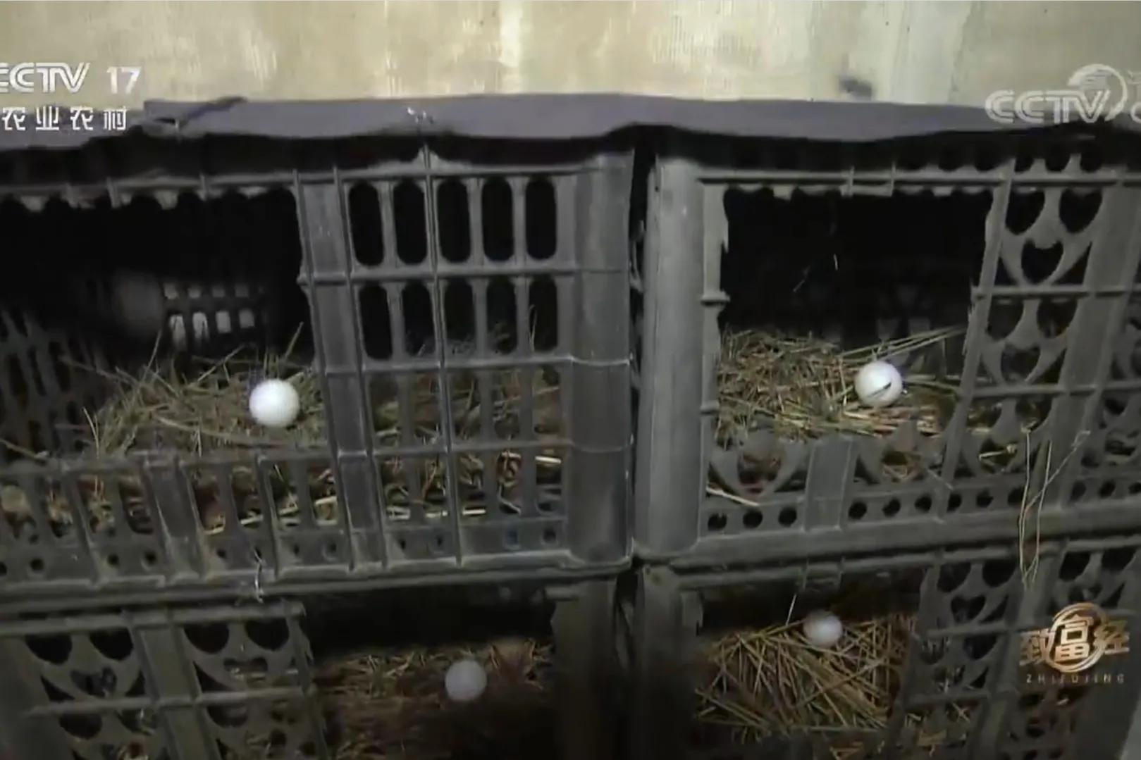 一小伙承包荒山搞养殖年挣百万,河北小伙种100亩地一年赚多少钱