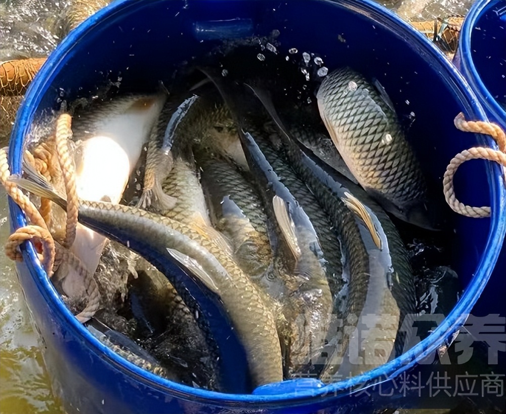 清水养草鱼一亩能养多少条草鱼,草鱼怎么饲养与管理技术