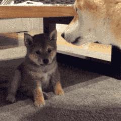 狗狗的4种交配方式，网友：没见过