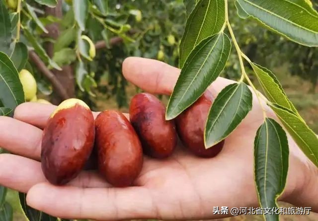 红枣哪个地方的最好吃,全国最好的红枣排名