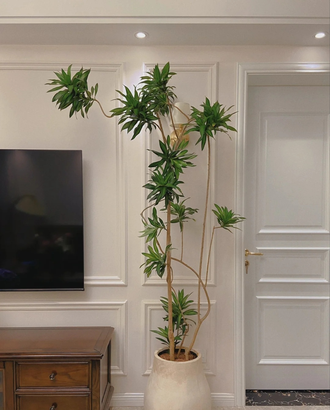 家庭客厅养什么花好看又旺财,客厅最吉祥的三种花