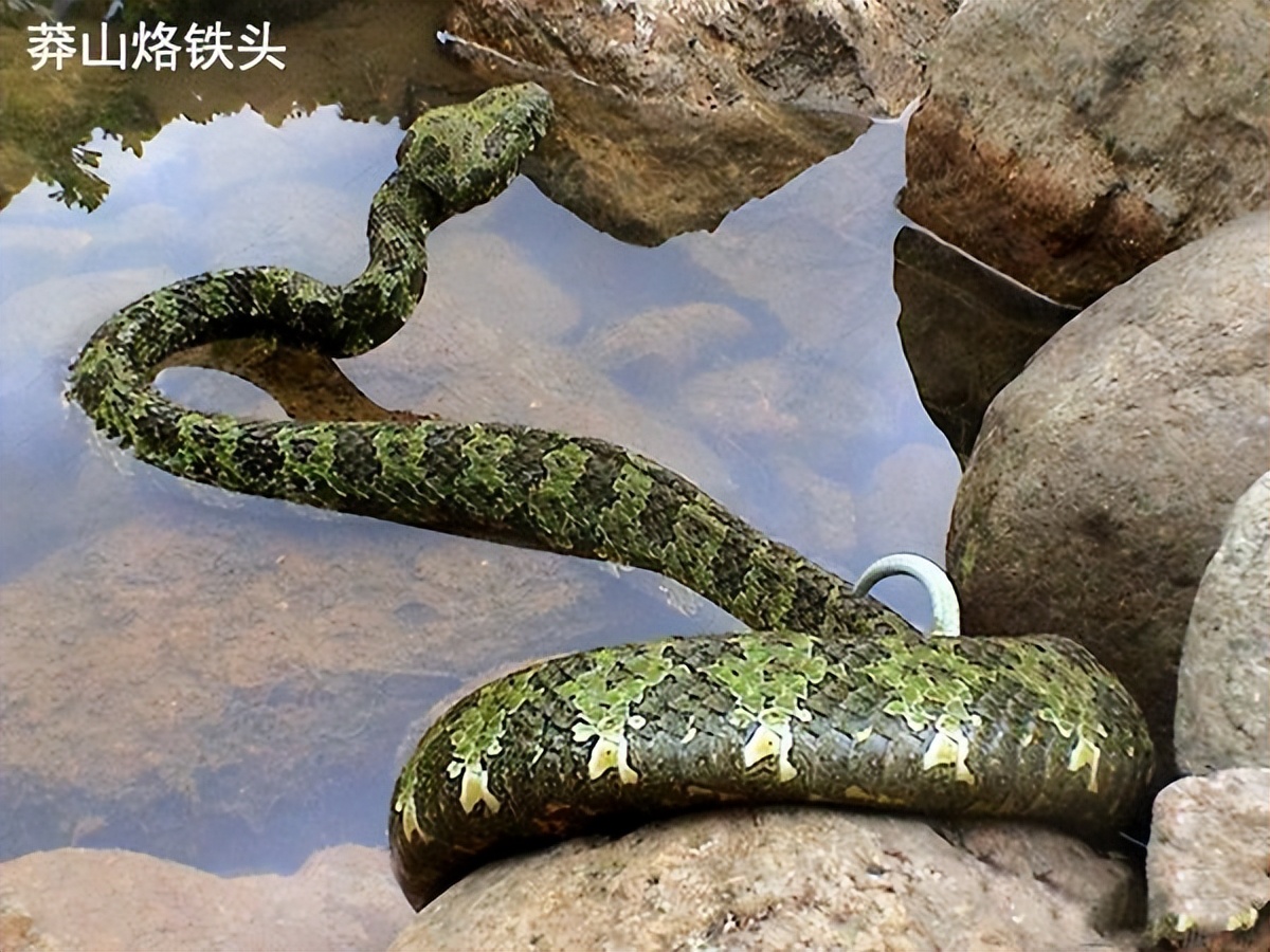 世界最毒的蛇十大毒蛇,中国境内最毒的蛇