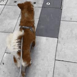 狗狗驱虫后呕吐是正常现象,狗狗昨天一直呕吐今天状态好点了