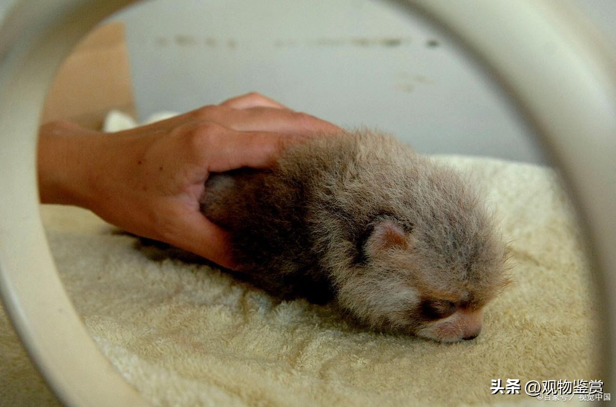 仓鼠打架的时候为什么吐,仓鼠和仓鼠打架大出血会死吗