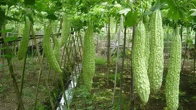苦瓜的种植技术套种,苦瓜的种植技术和管理方法