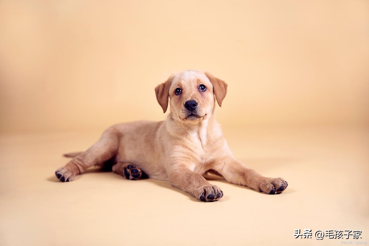 拉布拉多幼犬需要注意什么事项,拉布拉多幼犬的正确喂养方法