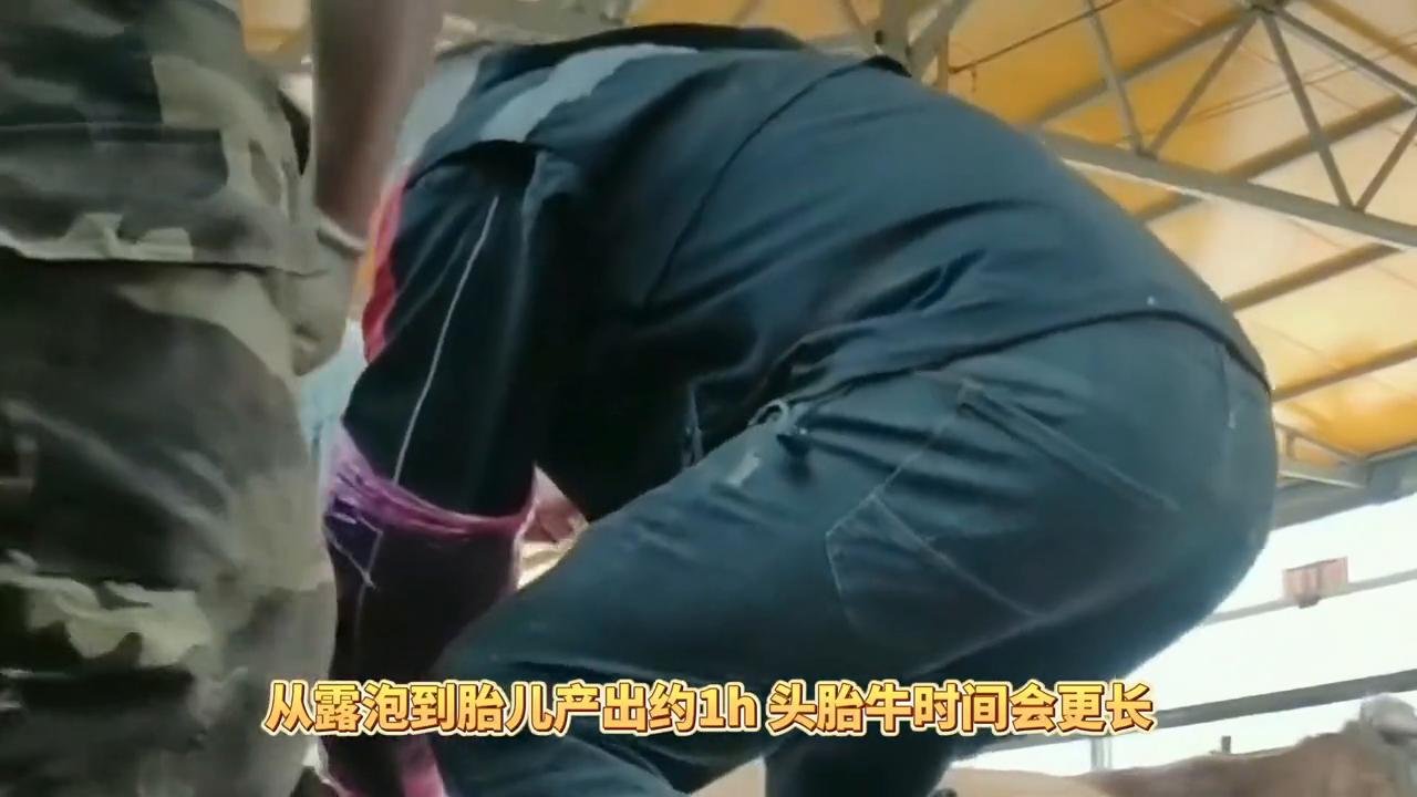 母牛接产，生产前后的准备和处理方法！