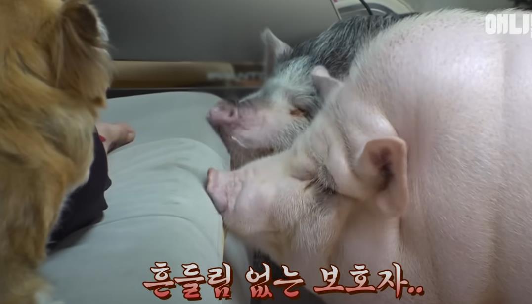 韩国女孩养迷你猪秒变大胖猪,如今带它们刻苦运动节食减肥