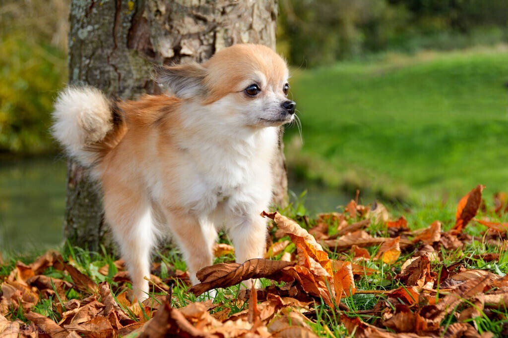 狗狗患癌死亡,狗狗得癌症的几率有多大