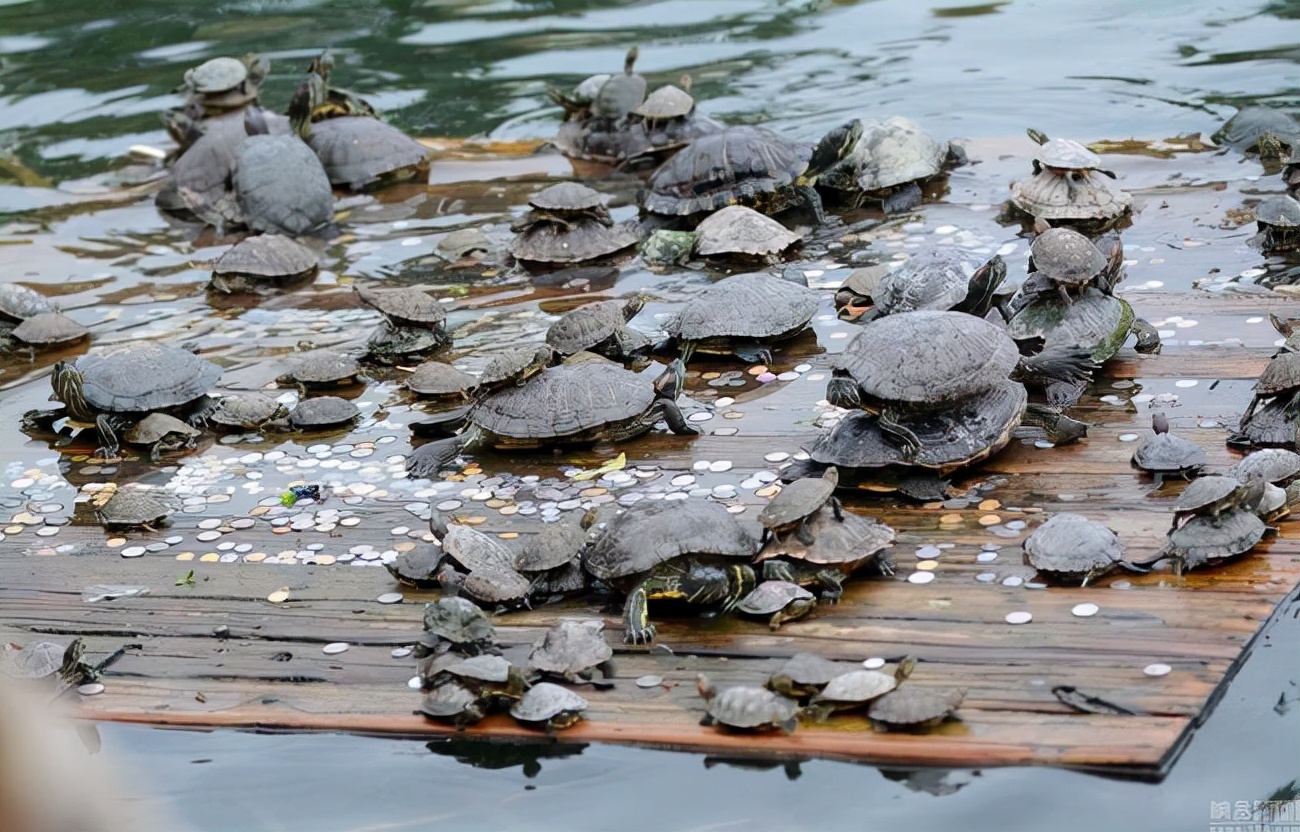 野生狐放生罕见一幕,北京发现银黑狐
