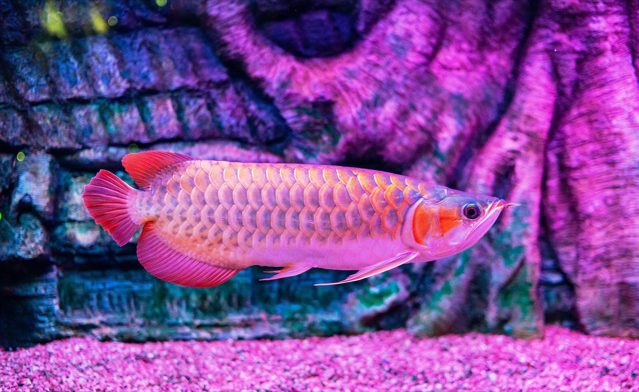 急救金龙鱼,如何救金龙鱼