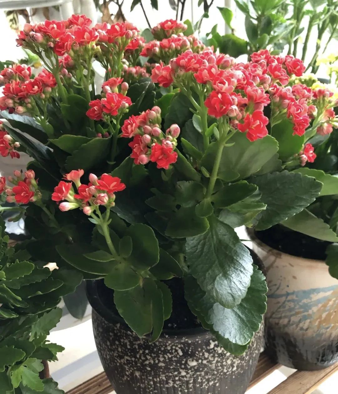 最适合新手养的4种花太好养,超迷人的3种花好养易活