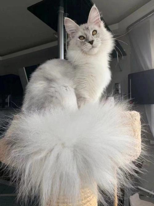 为什么那么多人养缅因猫,为什么很少人养缅因猫