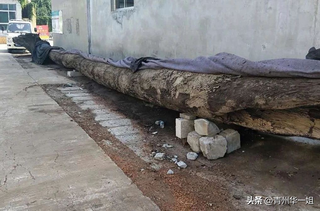 顶级金丝楠乌木有收藏价值吗,金丝楠阴沉木乌木小叶桢楠碳化木