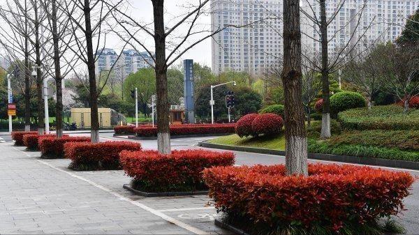 森禾2011,红叶石楠两年小苗