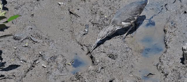 最震撼的红树林,最不真实的红树林