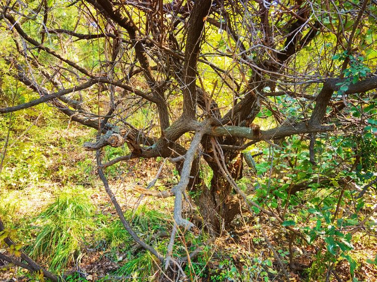 旅顺城山,旅顺城山怎么绕过去