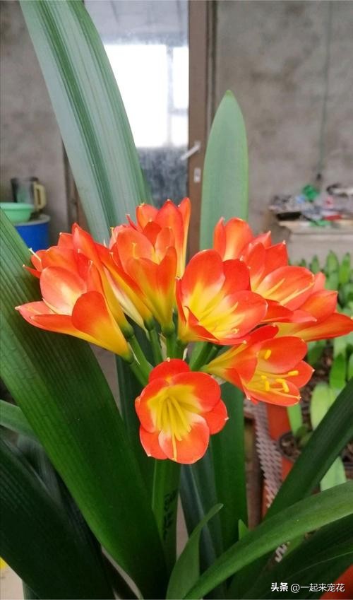 君子兰浇水后快速黄叶,养十多年君子兰不开花是什么原因