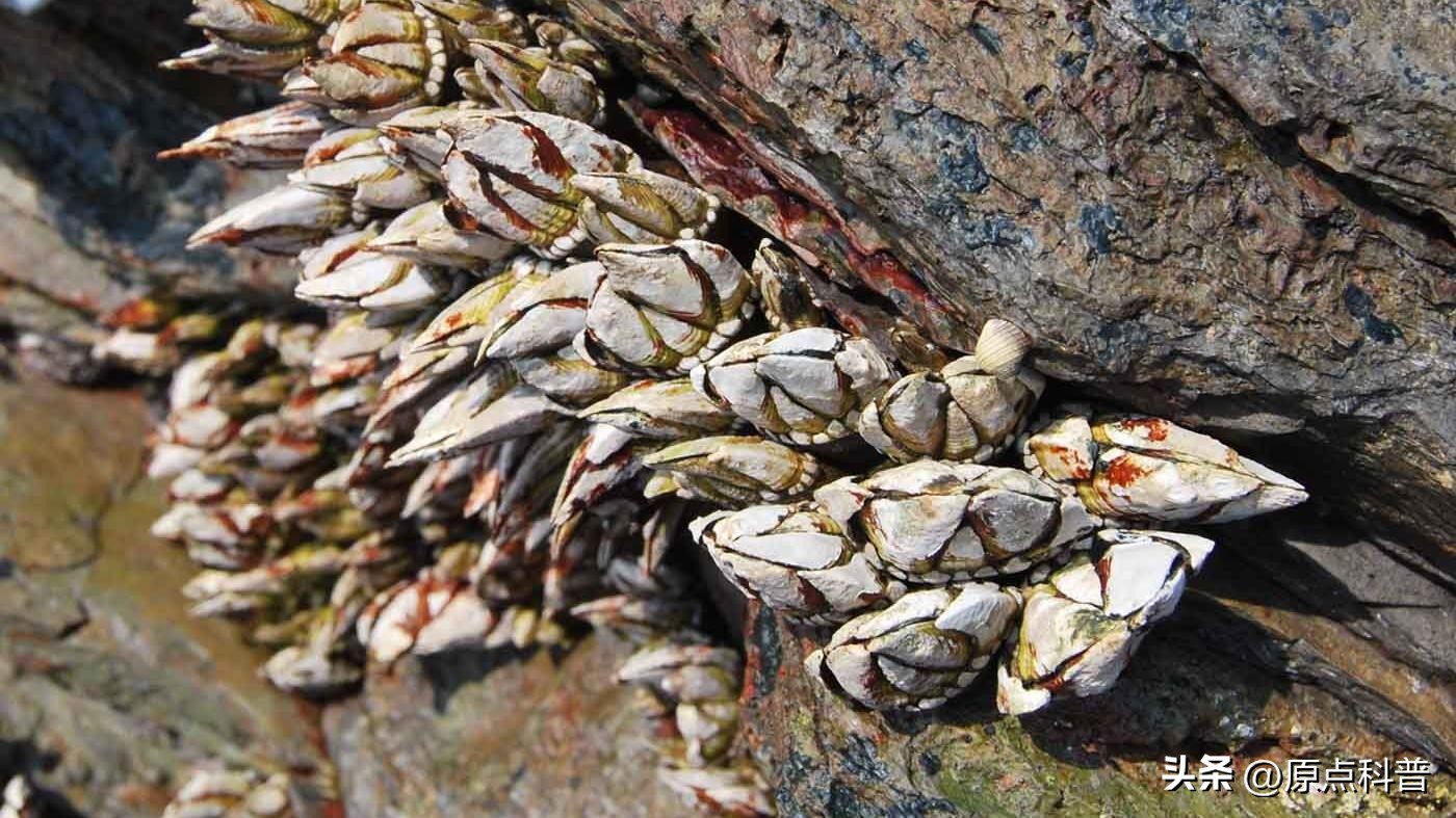 世界上最贵的海鲜十大排名,世界十大名贵海鲜