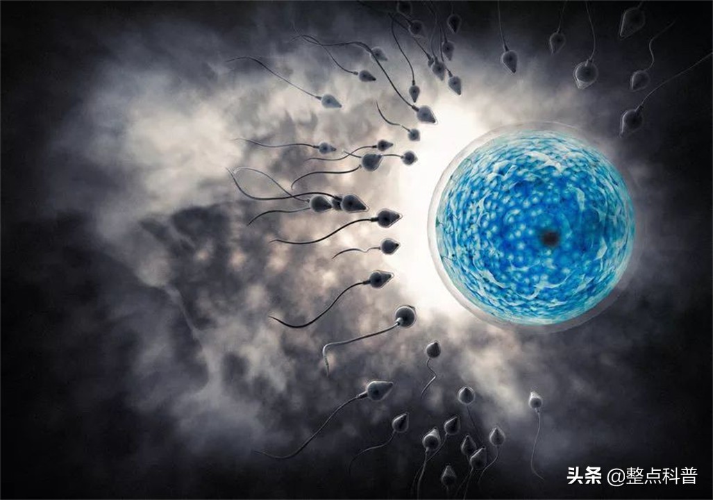 进入女性体内后，没成功“受精”的东西都去哪里了？既好笑又心疼