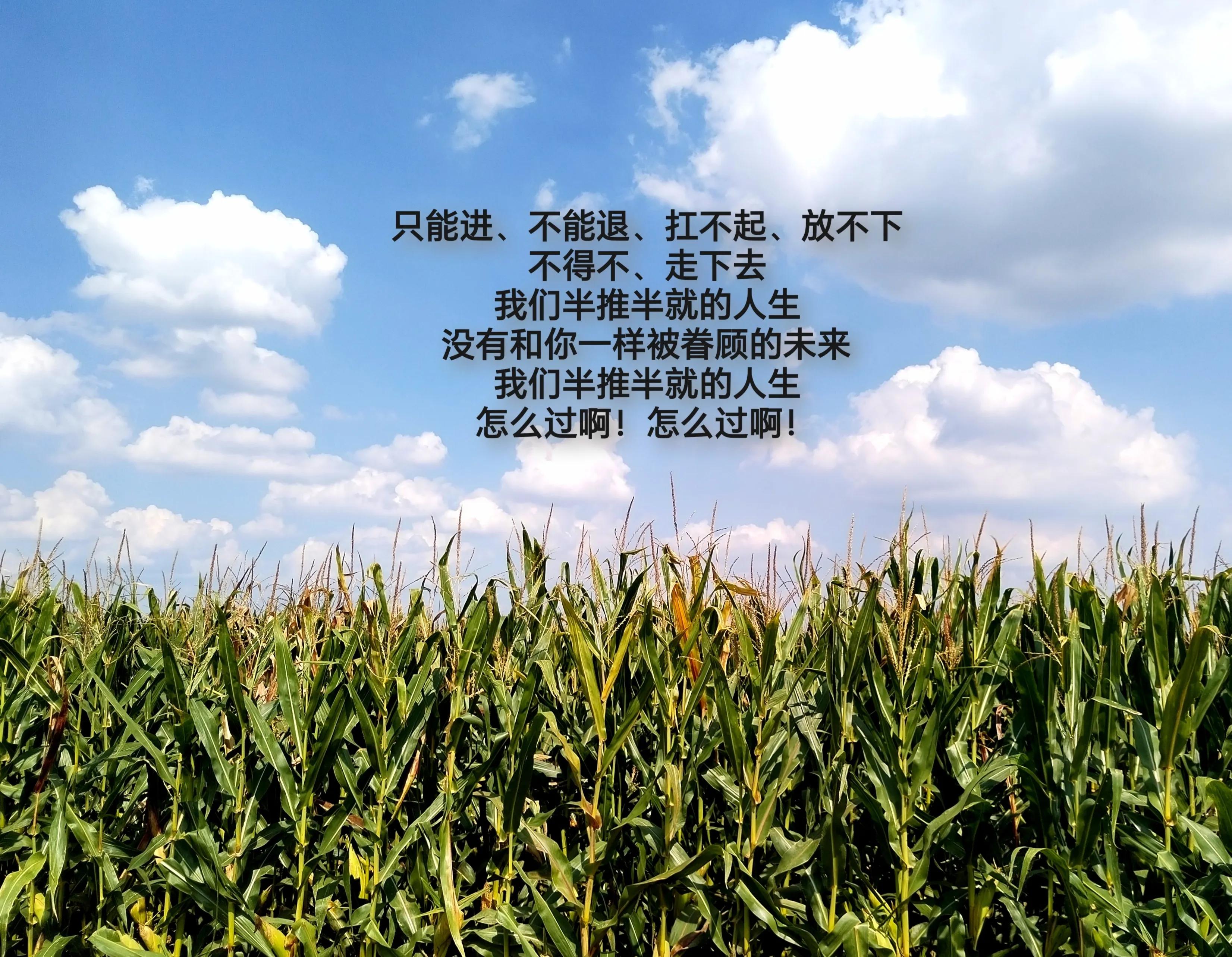 这半推半就的人生怎么过,我们半推半就的人生怎么过啊