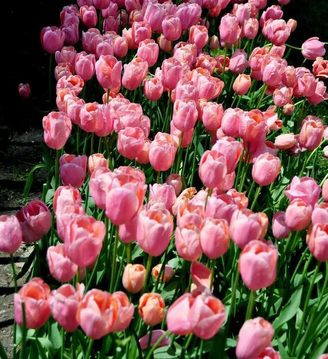 粉色郁金香花束图片大全,粉色郁金香杯