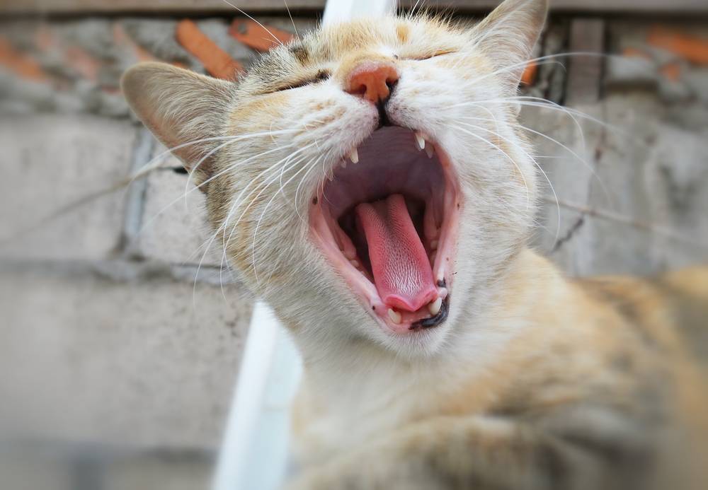 家猫适合养什么品种,最好养最粘人的十种长毛猫