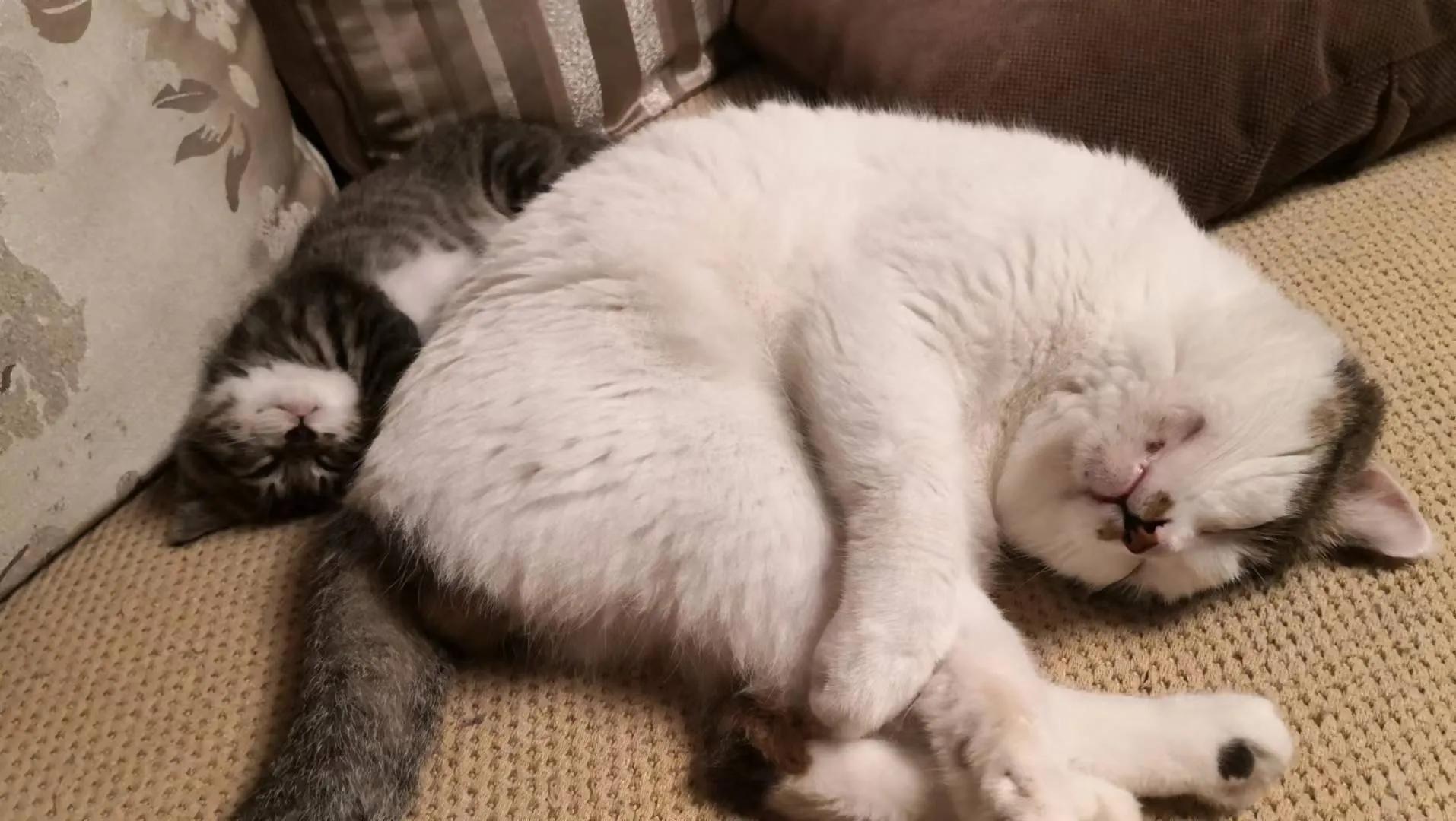 家里来了新“成员”～～“可乐”（连载）