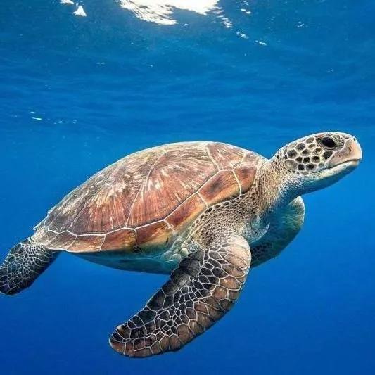 动物千姿百态,动物园的动物千姿百态