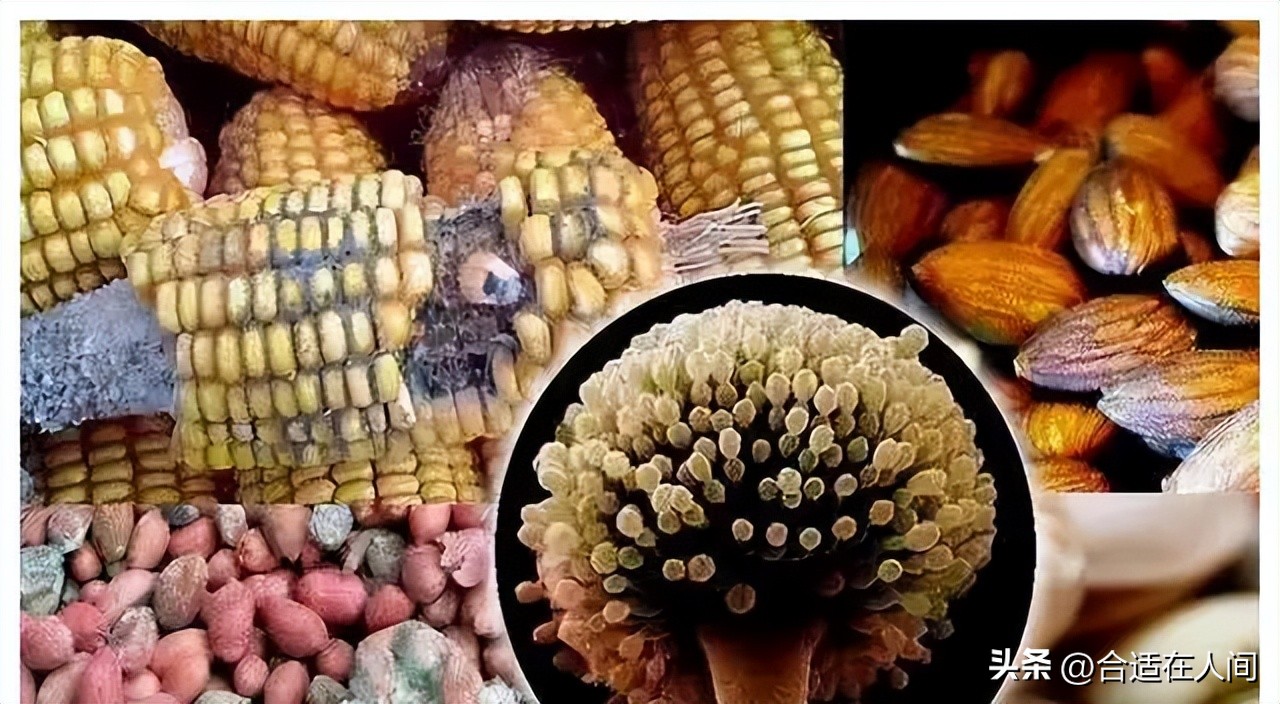 小苏打和食用碱哪个去除黄曲霉素,豆浆机发霉了怎么样去除黄曲霉素