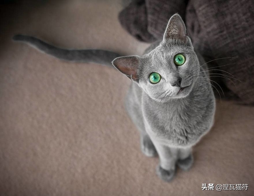 俄罗斯蓝猫法国蓝猫英国蓝猫,欧系俄罗斯蓝猫