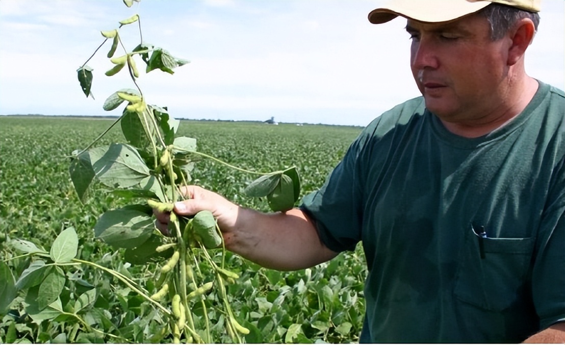 四川省大山发现野生大豆,四川省发现野生大豆