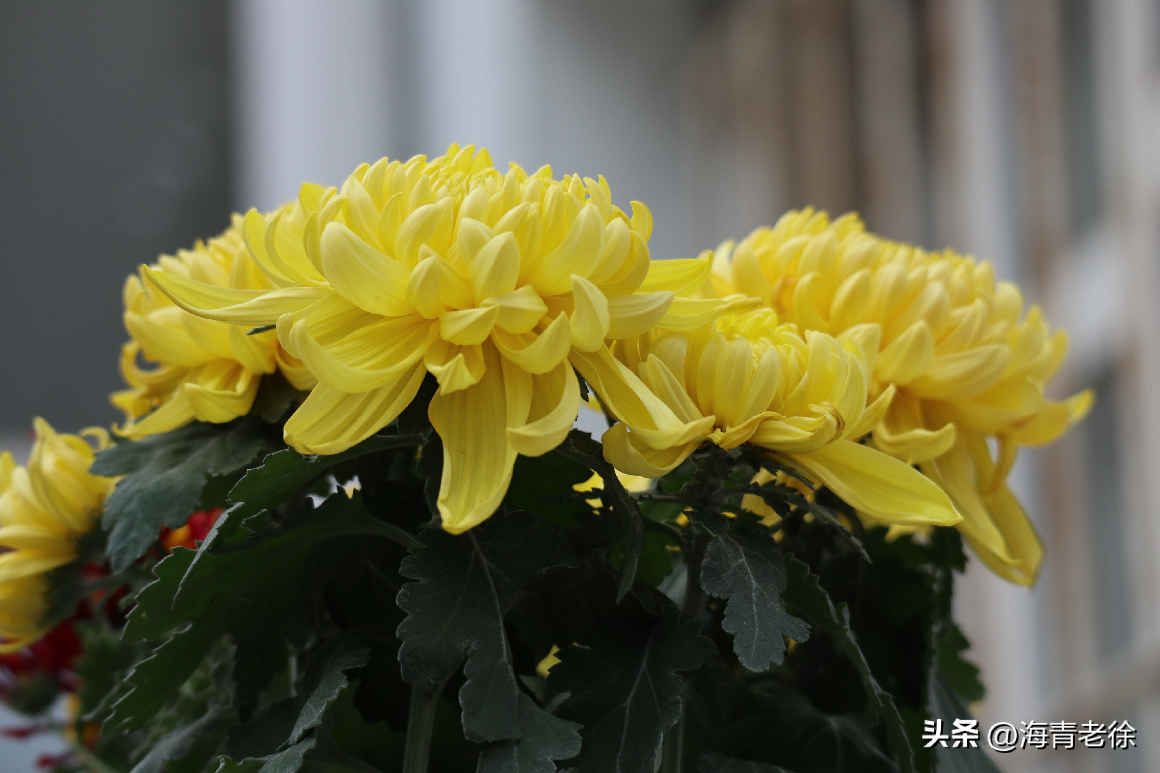 描写菊花凌霜绽妍的诗句,中国十大名花梅花图