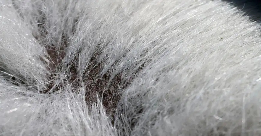 野猪冬天为什么上最高山头过冬,东北冬天的野猪喜欢在什么地方