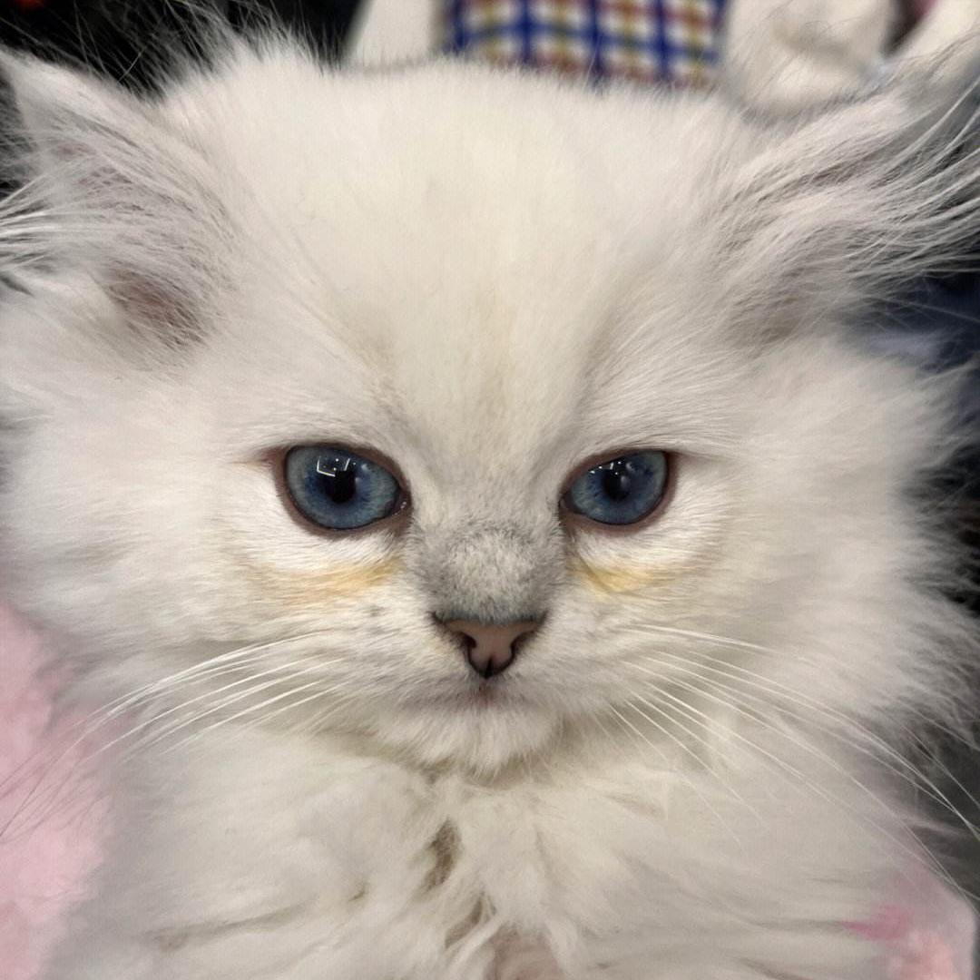 穷人养猫泪痕怎么解决,导致猫咪眼屎多的原因有哪些