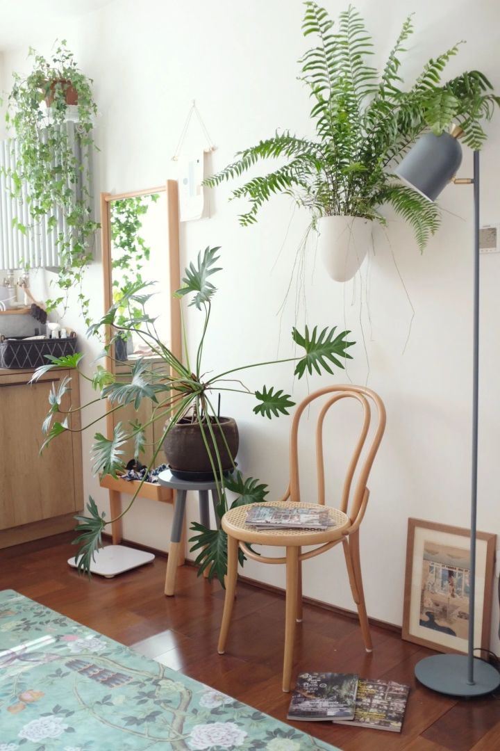 手残党也能养活的10种绿植,十种大家都在养易存活绿植