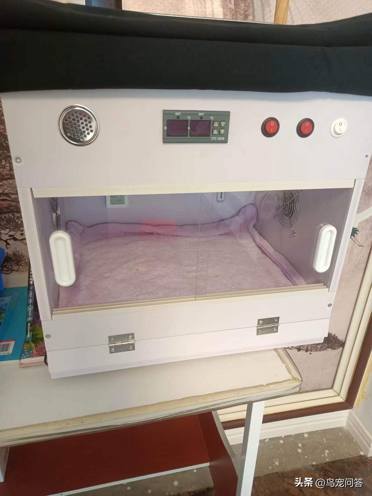 金太阳鹦鹉突然大量喝水,鹦鹉突然有呕吐动作