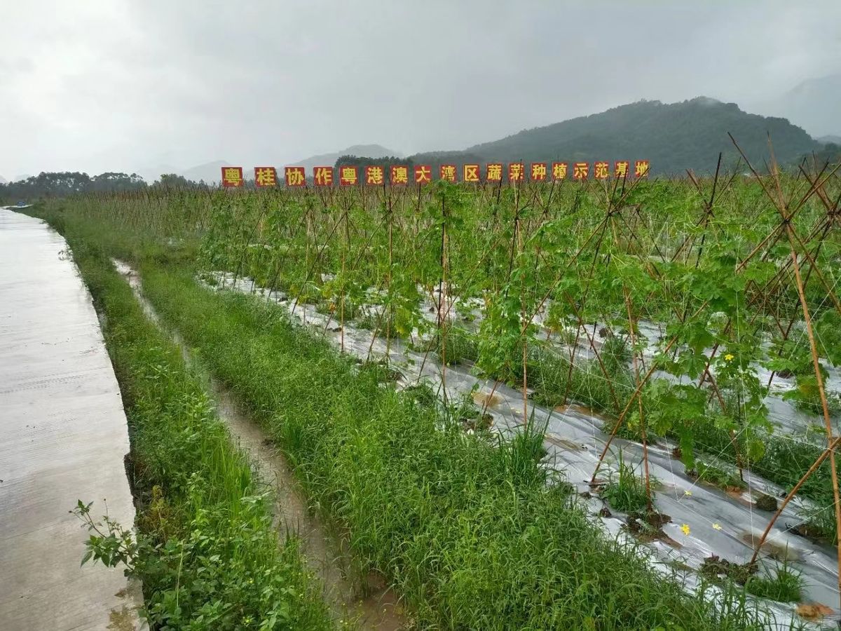 同饮一江水怀集,同饮一江水共筑粤桂情