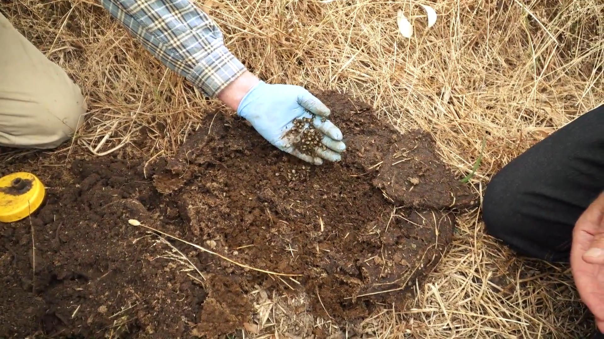 澳洲为什么进口屎壳郎,外国大量收购屎壳郎