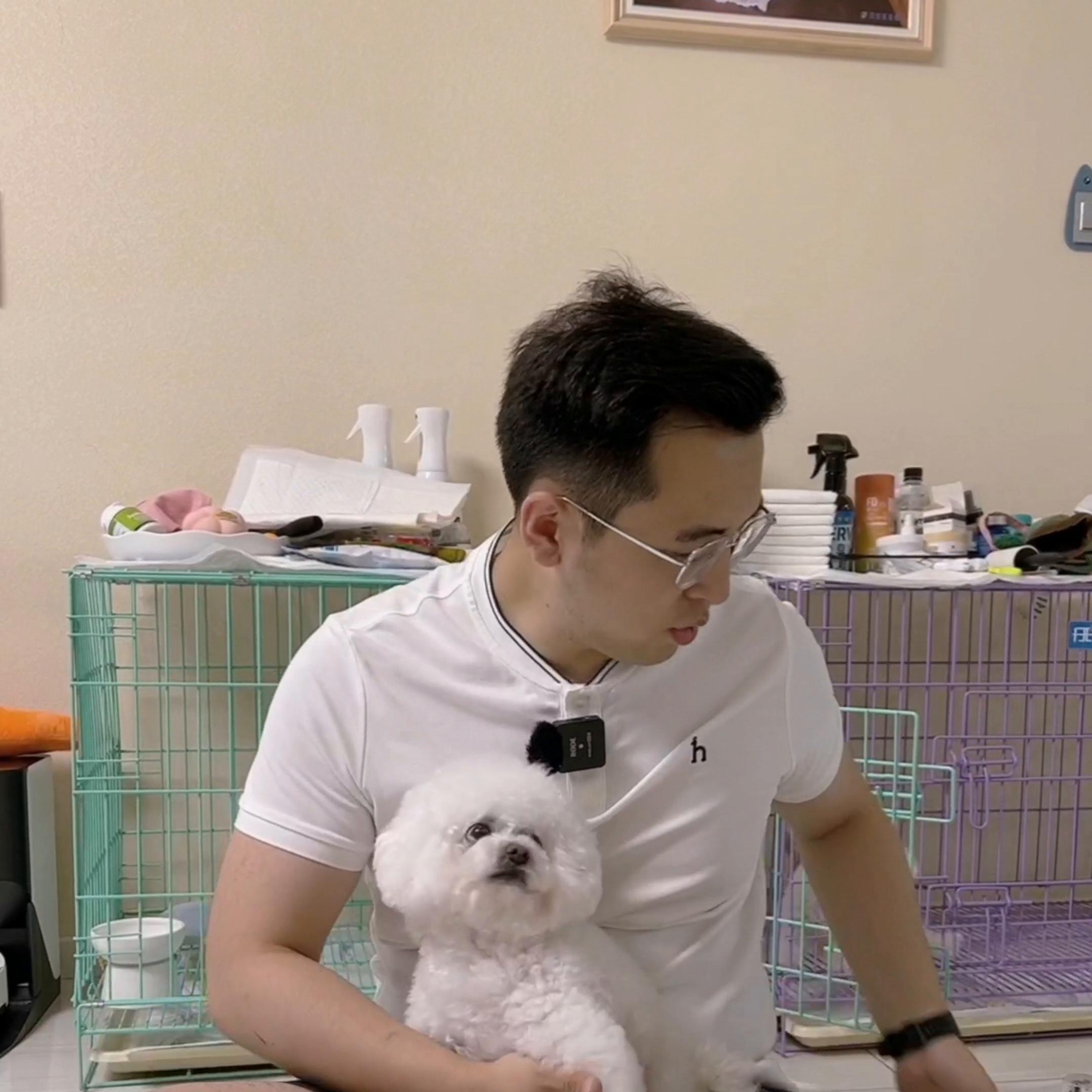 怎样让比熊毛发不打结,比熊毛发打结必须剃光吗