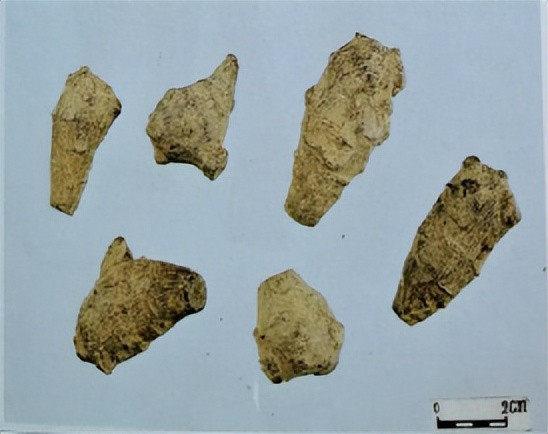 三七和金不换是一样的吗,金不换和三七是同一种中药吗