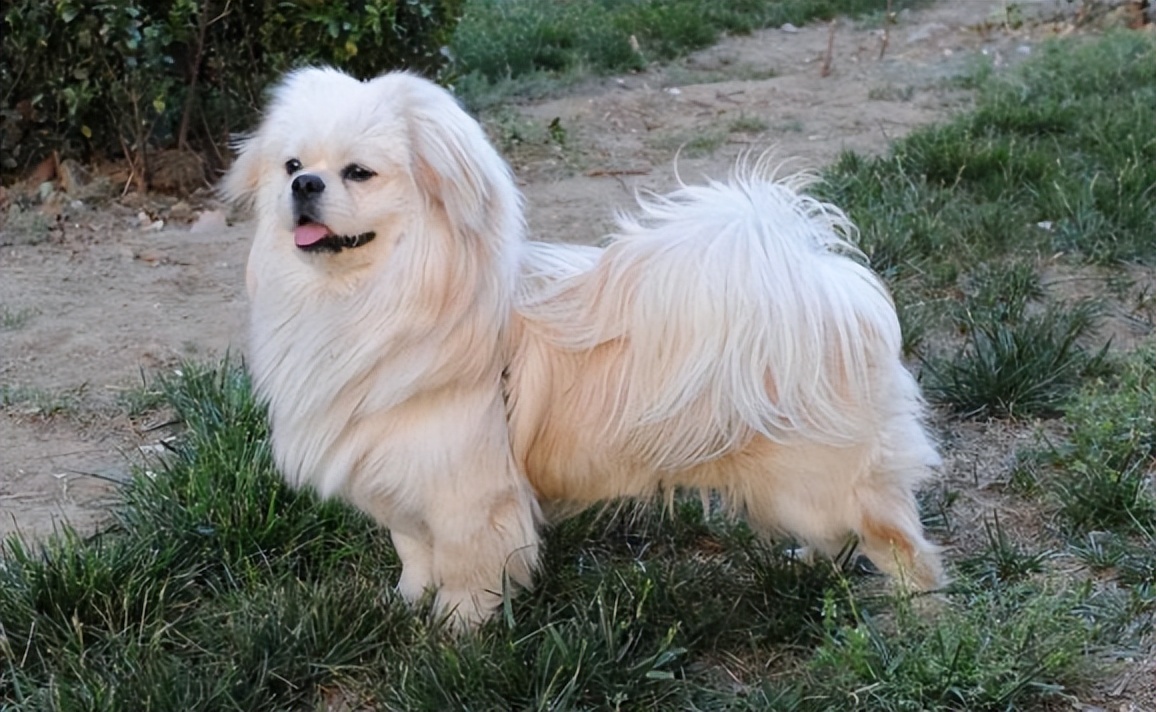 30种常见犬图片,40种常见名犬图片